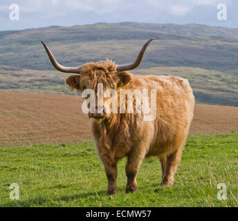 Highland bovini in Scozia Foto Stock