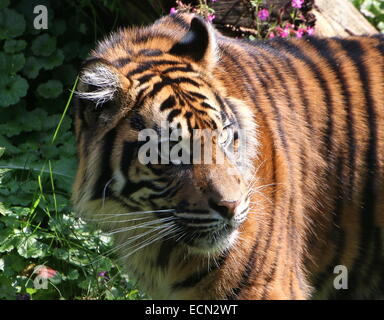 Close-up della testa di un maschio di tigre di Sumatra (Panthera tigris sumatrae) con terrificanti occhi, guardando intensamente Foto Stock