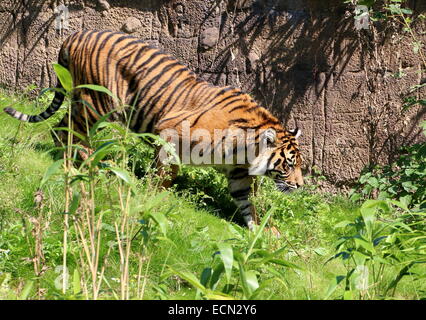 La tigre di Sumatra (Panthera tigris sumatrae) sul prowl in un ambiente naturale in hamburger' Bush lo Zoo di Arnhem, Paesi Bassi Foto Stock