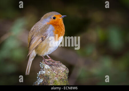 Vista laterale di un Europeo robin nel bosco naturale appollaiato su un ramo naturale. Foto Stock