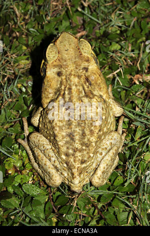 La canna da zucchero Toad Rhinella marina precedentemente Bufo marinus Foto Stock