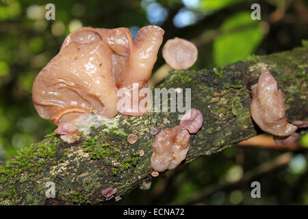 Belize Jelly funghi Foto Stock