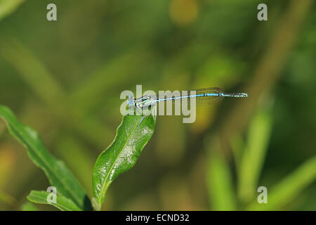 Blue Featherleg (Platycnemis pennipes) Foto Stock