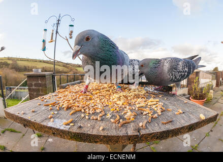 Fisheye colpo di piccioni di mangiare su una tavola di uccelli mangiare mais. Uno degli anelli ha sulle sue gambe. Foto Stock