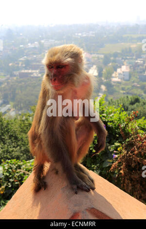 Macachi Rhesus scimmie presso il Tempio delle Scimmie, Sito Patrimonio Mondiale dell'UNESCO, Swayambhunath, città di Kathmandu, Nepal, Asia. Foto Stock