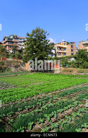 Colture agricole crescente nel quartiere Thamel, città di Kathmandu, Nepal, Asia. Foto Stock