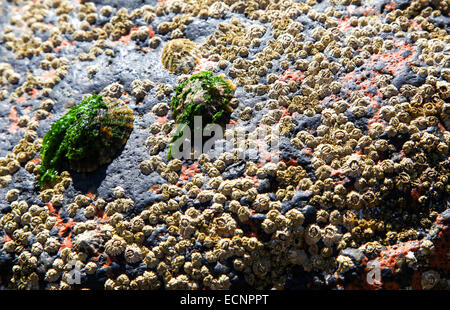 Cirripedi (Chthamalus stellatus), nome comune del poli barnacle stellate, su una roccia sul mare Cornwall West Country England Regno Unito Foto Stock