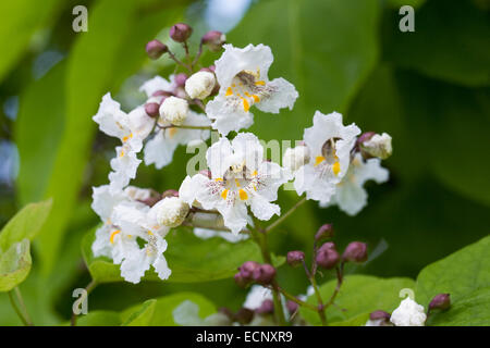 Catalpa bignonioides fiore. Indian Bean tree. Foto Stock