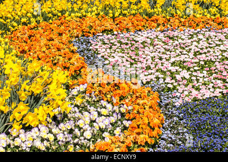 Diversi fiori di primavera nel giardino Foto Stock