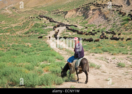 Uzbek pastore a cavallo su Ciuchino mentre imbrancandosi gregge di pecore in Uzbekistan rurale Foto Stock