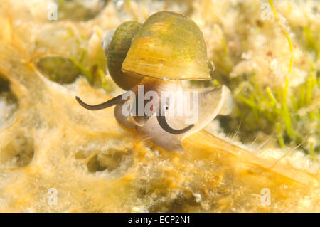 Mollusco (Benedictia baicalensis) Lago Baikal, Siberia, Russia Foto Stock