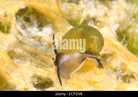 Mollusco (Benedictia baicalensis) Lago Baikal, Siberia, Russia Foto Stock