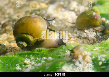Mollusco (Benedictia baicalensis) Lago Baikal, Siberia, Russia Foto Stock