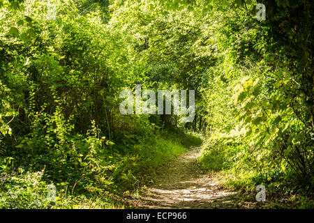 Sentiero alberato intorno alla base della collina della chiesa, Findon - South Downs National Park in West Sussex. Foto Stock