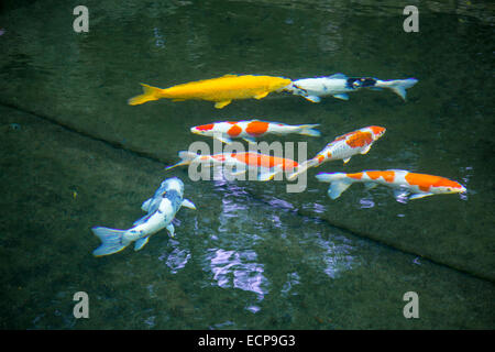 Koi carpa (Cyprinus carpio) in uno stagno di pesci di acquario, Foto Stock