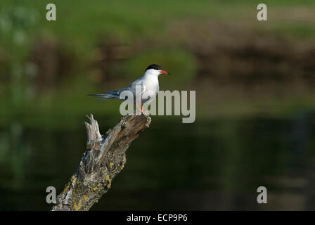 Tern comune (Sterna hirundo), il delta del Danubio, Romania, Europa Foto Stock