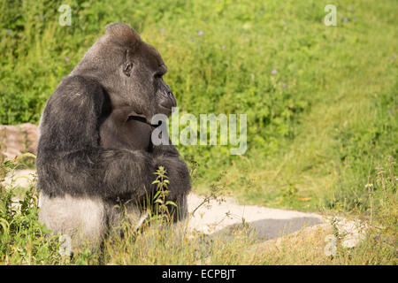 Jock, una pianura occidentale Gorilla presso lo Zoo di Bristol, Inghilterra, Regno Unito. Foto Stock