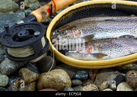 La trota iridea - Oncorhynchus mykiss Foto Stock