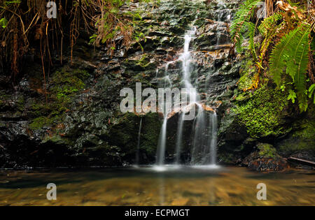 Portola Redwoods State Park, California USA Foto Stock