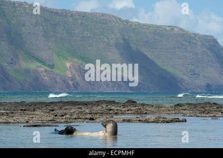 Hawaiian foche monache, le nostre settimane vecchio cucciolo grida alla madre per una alimentazione, Kalaupapa, Molokai, Hawaii, STATI UNITI D'AMERICA Foto Stock