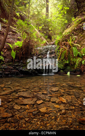 Portola Redwoods State Park, California USA Foto Stock