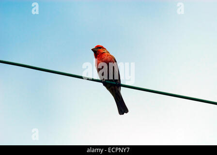 Un maschio House Finch si siede su un cavo verde contro un parzialmente nuvoloso cielo blu in Bloomington, Indiana, Stati Uniti d'America. Foto Stock