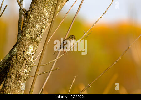 Una casa passero (Passer domesticus), si siede su un piccolo ramo di un albero in una boscosa area paludosa nei pressi di Seymour, Indiana, Stati Uniti d'America.