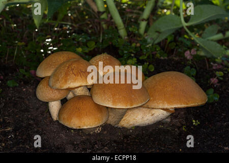 I funghi selvatici in un giardino, Novato, Marin County, California, Stati Uniti d'America Foto Stock