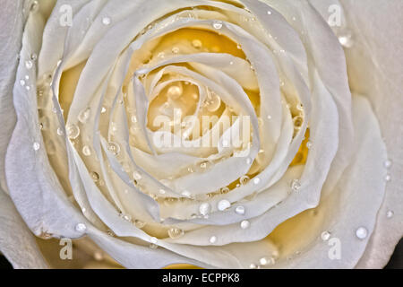 Ripresa macro di una rosa bianca, Novato, CALIFORNIA, STATI UNITI D'AMERICA Foto Stock