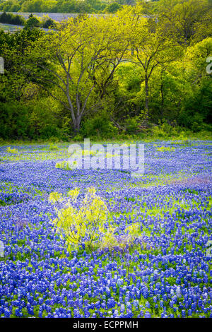 Bluebonnets a Ennis, Texas. Lupinus texensis, il Texas bluebonnet, è una specie endemica di lupino in Texas Foto Stock