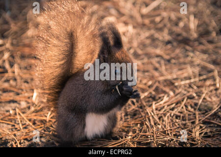 Visto il pranzo Foto Stock