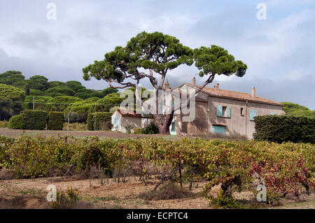 SAINT st Tropez Francia vino annata di raccolto di uve Vigna Agricoltura Cotes de Provence Foto Stock