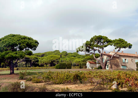 SAINT st Tropez Francia vino annata di raccolto di uve Vigna Agricoltura Cotes de Provence Foto Stock