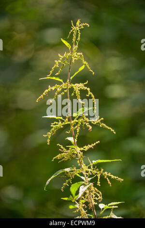 Ortica (Urtica dioica), Turingia, Germania Foto Stock