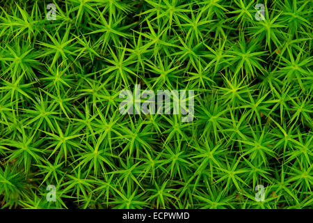 Haircap comune moss (Polytrichum comune), Bassa Sassonia, Germania Foto Stock