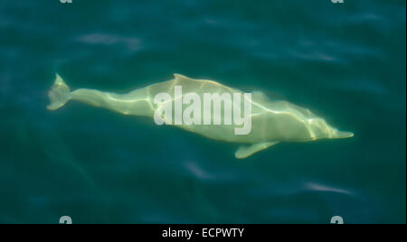 Spinner (Delfino Stenella longirostris), Khor Ash Sham fiordo, Musandam, Oman Foto Stock