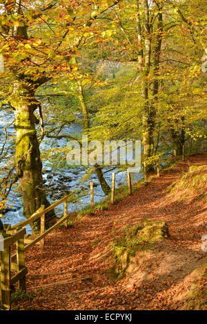 Sentiero del bosco tappezzate in foglie di autunno - Bridge of Allan - Scozia Foto Stock