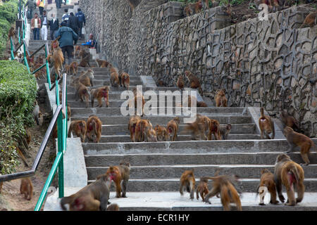 Squadrone di scimmie presso il Tempio delle Scimmie o Swayambhunath Kathmandu in Nepal Foto Stock