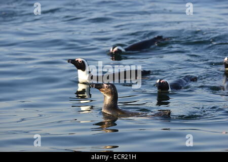 Nuoto pinguino africano (Spheniscus demersus) all'oceano. Sud Africa Foto Stock