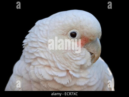 Goffin's (Cacatua goffiniana cacatua) Foto Stock