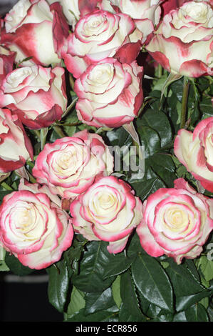 Molte rose bianche rosso-viola bordo profumo inebriante Foto Stock