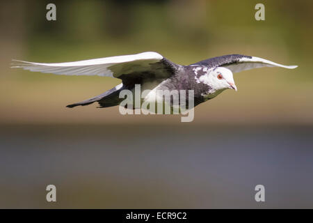 Una colomba/ibrido di piccione in volo. Foto Stock