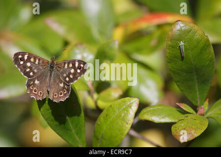 Un legno punteggiate di farfalle e Leafhopper su un rododendro. Foto Stock