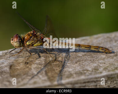 I capretti common darter dragonfly (sympetrum striolatum)