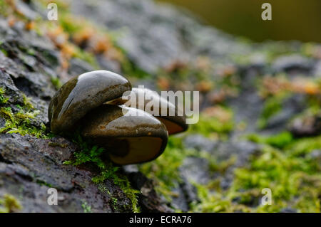 Intrico di tre umido grigio scuro funghi Oyster crescente sul tronco di albero con il lichen, vista di lato destro. Foto Stock