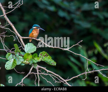 Kingfisher maschio (Alcedo atthis) in attesa di un pesce Foto Stock