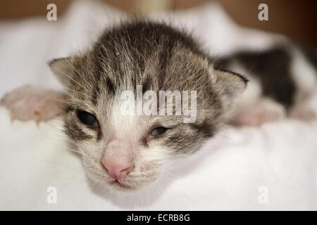 Appena nato adorabile cucciolo posa sul letto Foto Stock