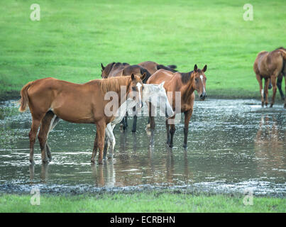 Arabian Horse allevamento in stagno poco profondo acqua Foto Stock