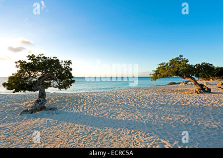 Divi divi alberi su Aruba island al tramonto Foto Stock