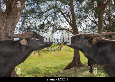 Stati federati di Micronesia, Isole Marianne, territorio statunitense di Guam, Umatac. Bufalo d'acqua (nome locale Carabao) è un nazionale di bufali d'acqua. Foto Stock